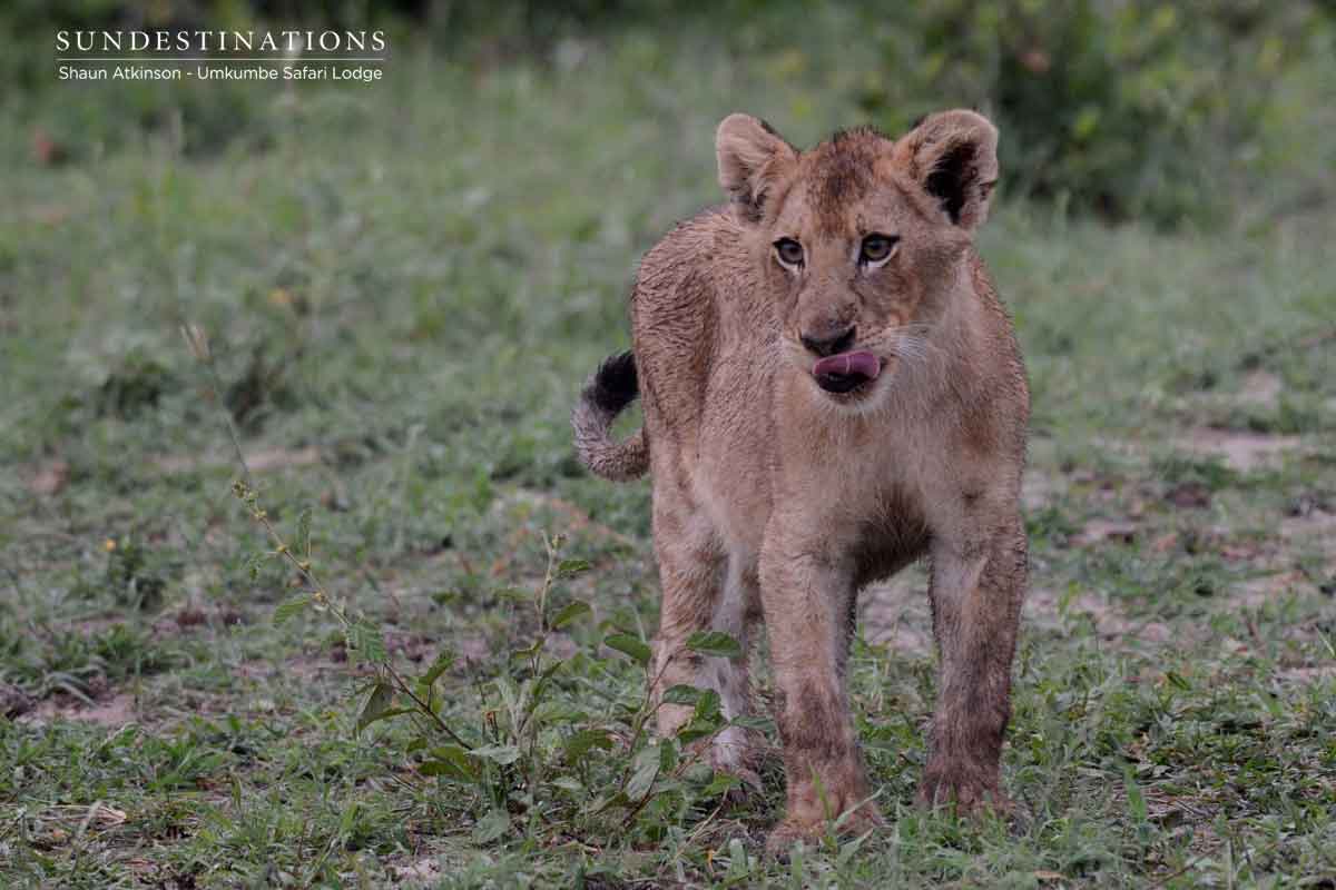 Umkumbe Kambula Pride Umkumbe Kambula Pride