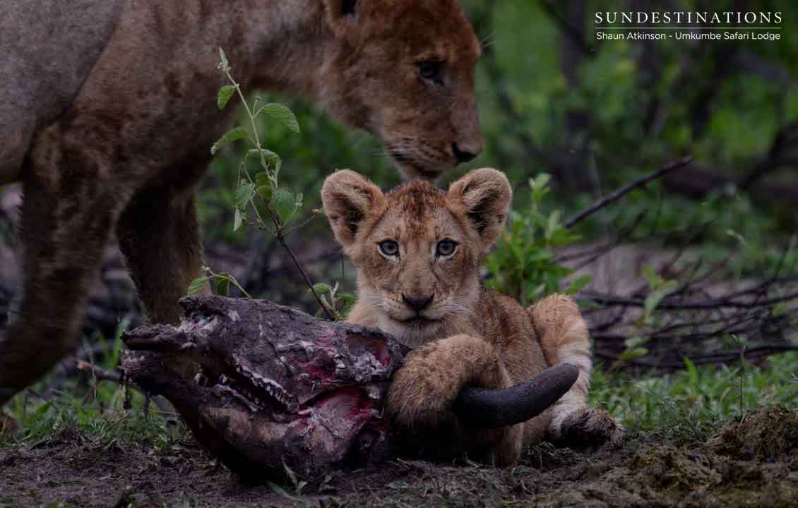 Umkumbe Lion Cub Umkumbe Lion Cub