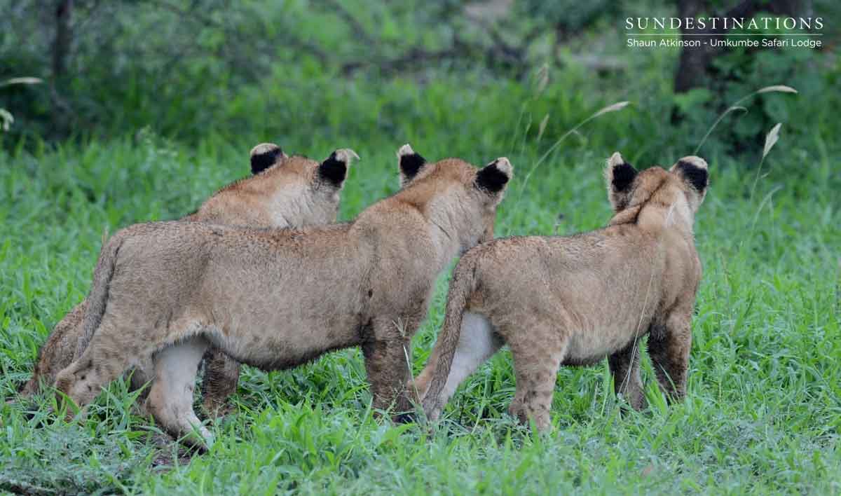 Kambula Cubs at Umkumbe Kambula Cubs at Umkumbe