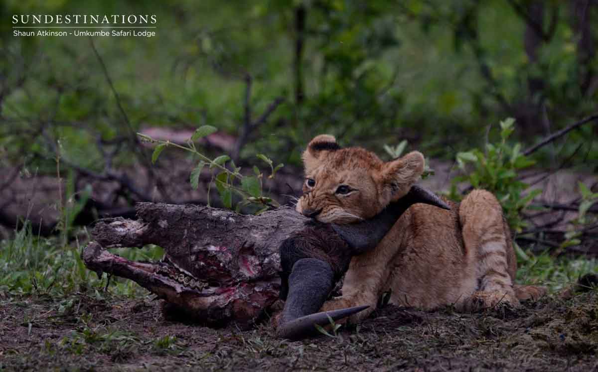 Kambula Cub Devours Kill Kambula Cub Devours Kill