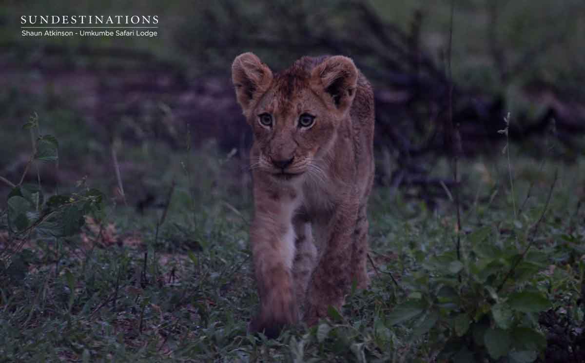 Young Lion Cub from Kambula Pride Young Lion Cub from Kambula Pride