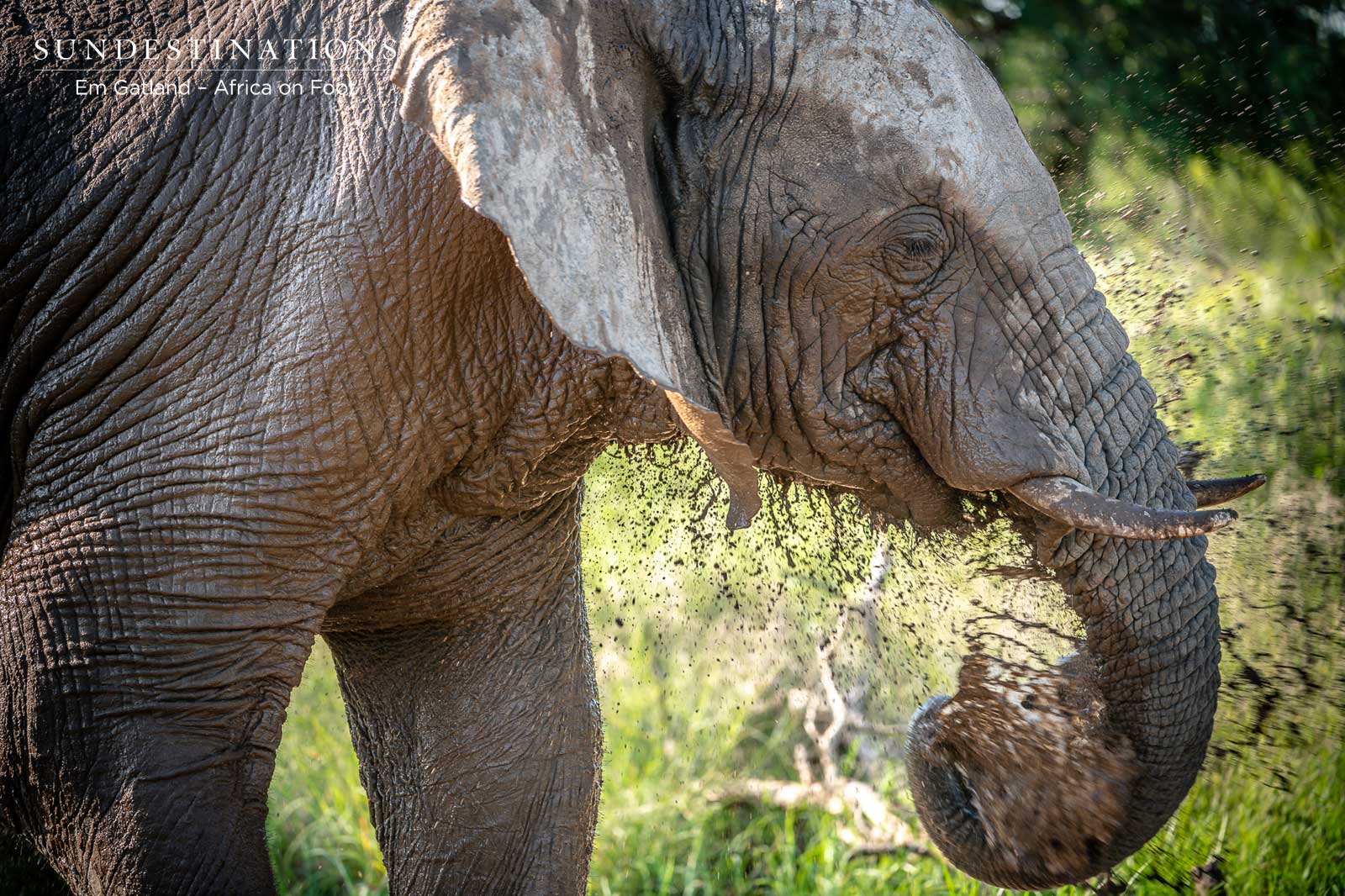 Elephants at Africa on Foot Elephants at Africa on Foot