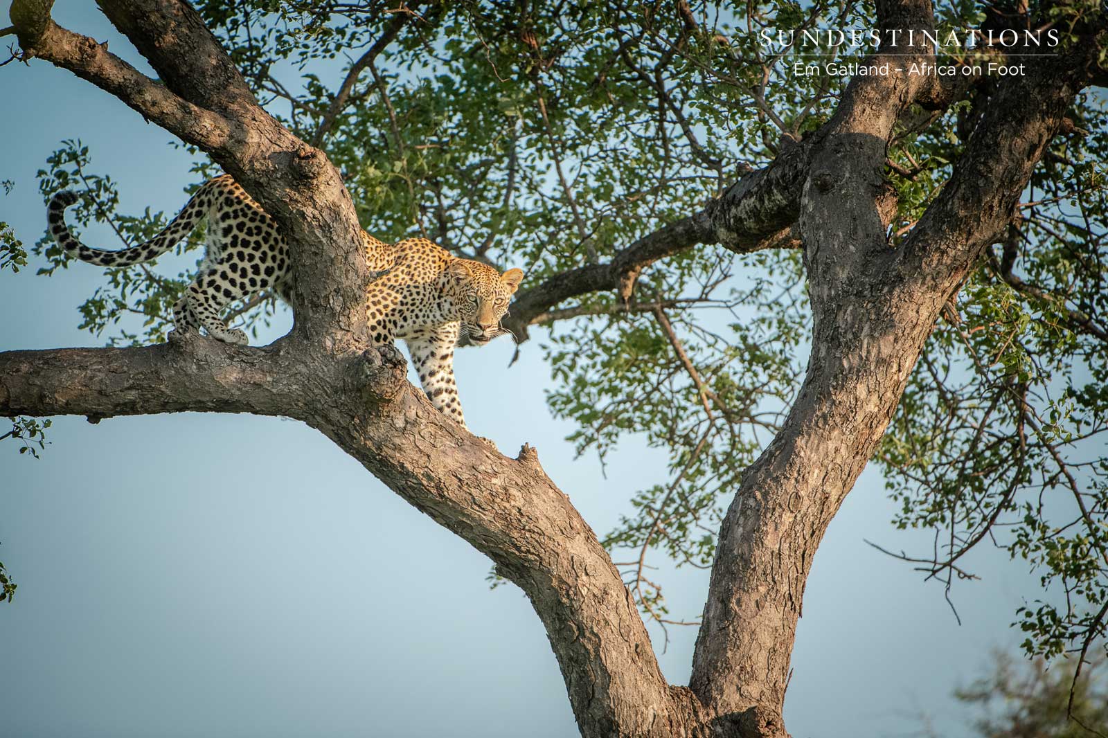 Leopards of Africa on Foot Leopards of Africa on Foot