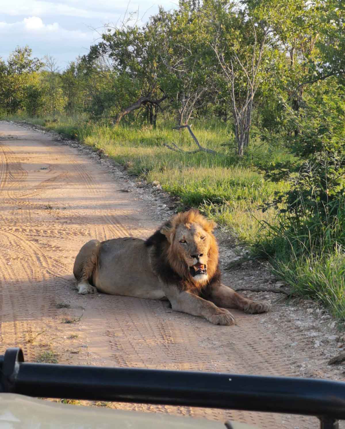 Maseke Lions at Chacma Bush Camp Maseke Lions at Chacma Bush Camp