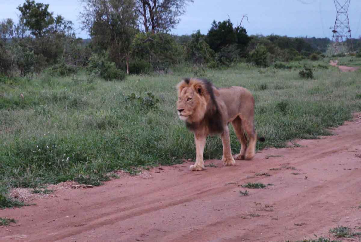 Maseke Lions at Chacma Maseke Lions at Chacma