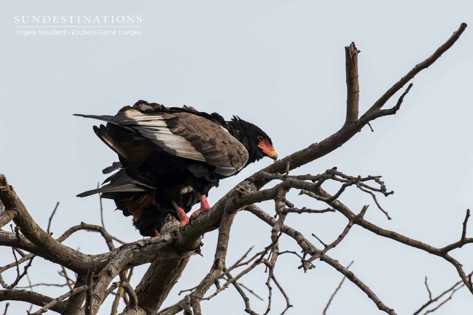 Ezulwini Bateleur Ezulwini Bateleur