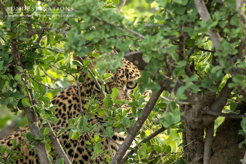 Leoaprd at Ezulwini Game Lodges
