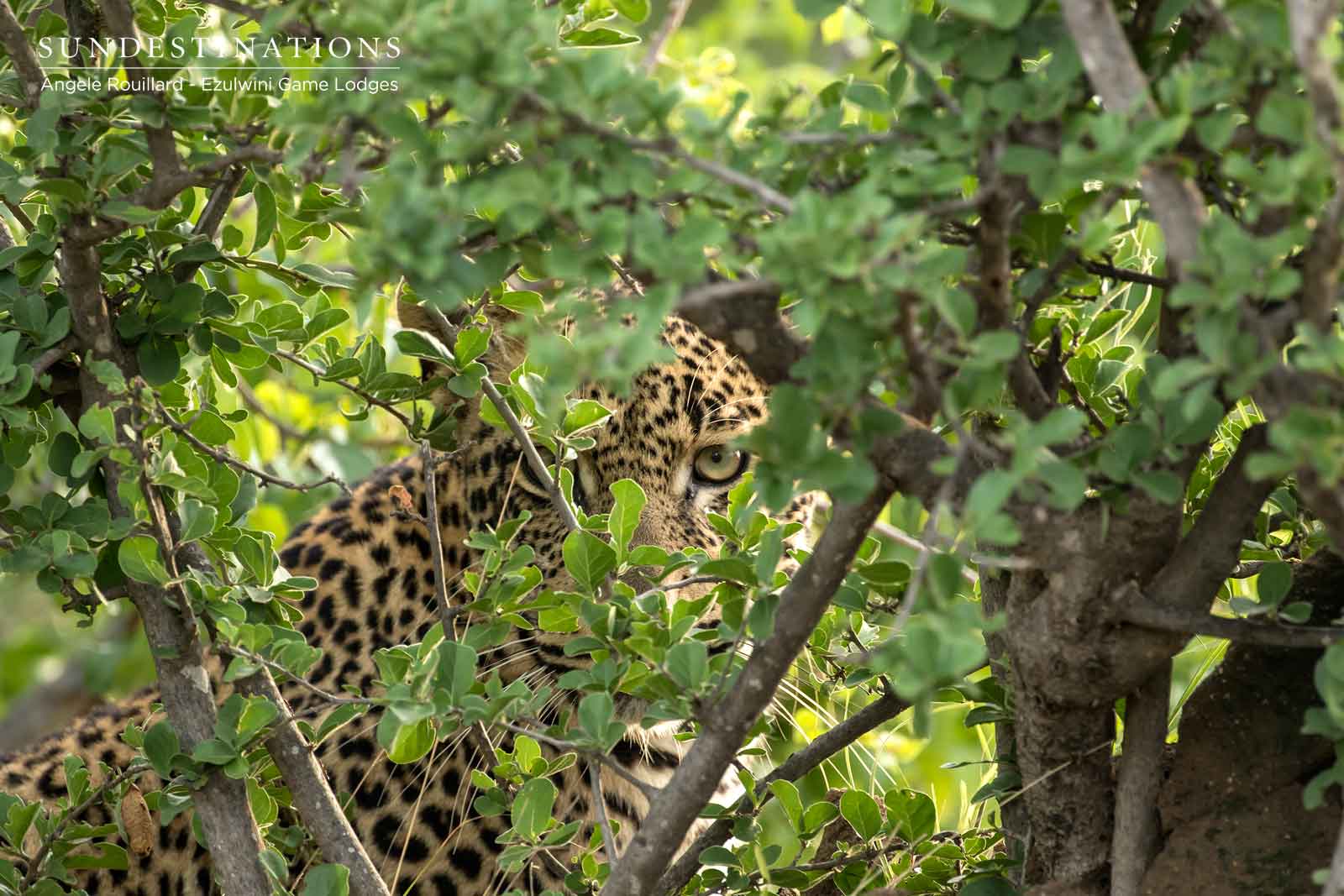 Leoaprd at Ezulwini Game Lodges Leoaprd at Ezulwini Game Lodges