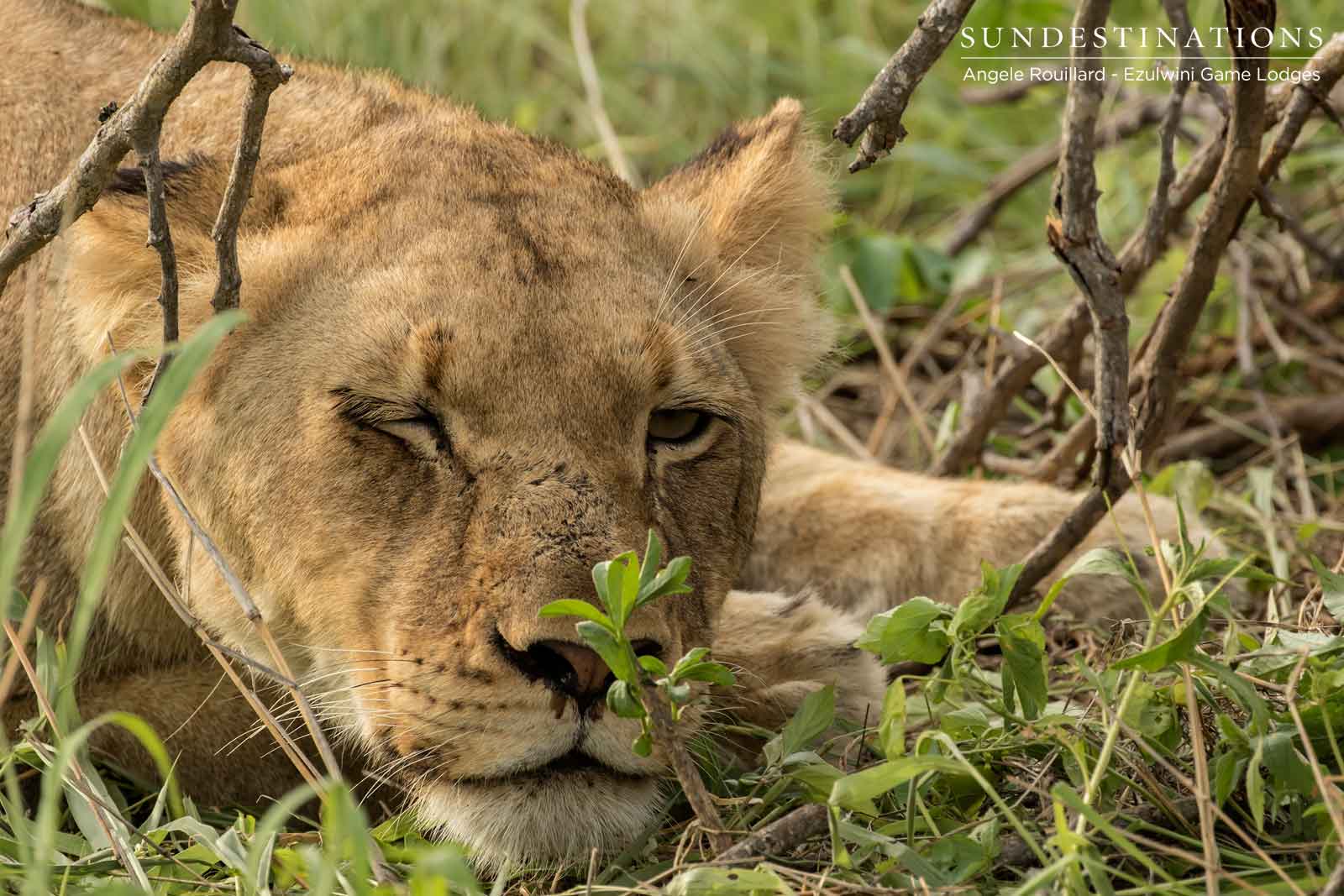 Kudyela Lions at Ezulwini Game Lodges Kudyela Lions at Ezulwini Game Lodges