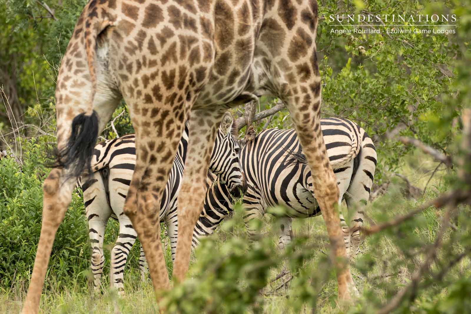 Plains Game in Balule Plains Game in Balule