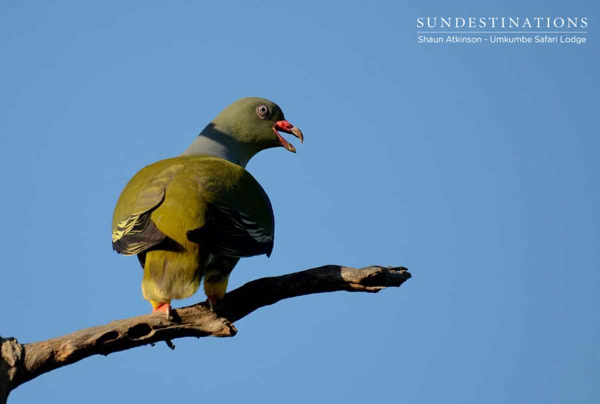 Umkumbe Green Pigeon Umkumbe Green Pigeon