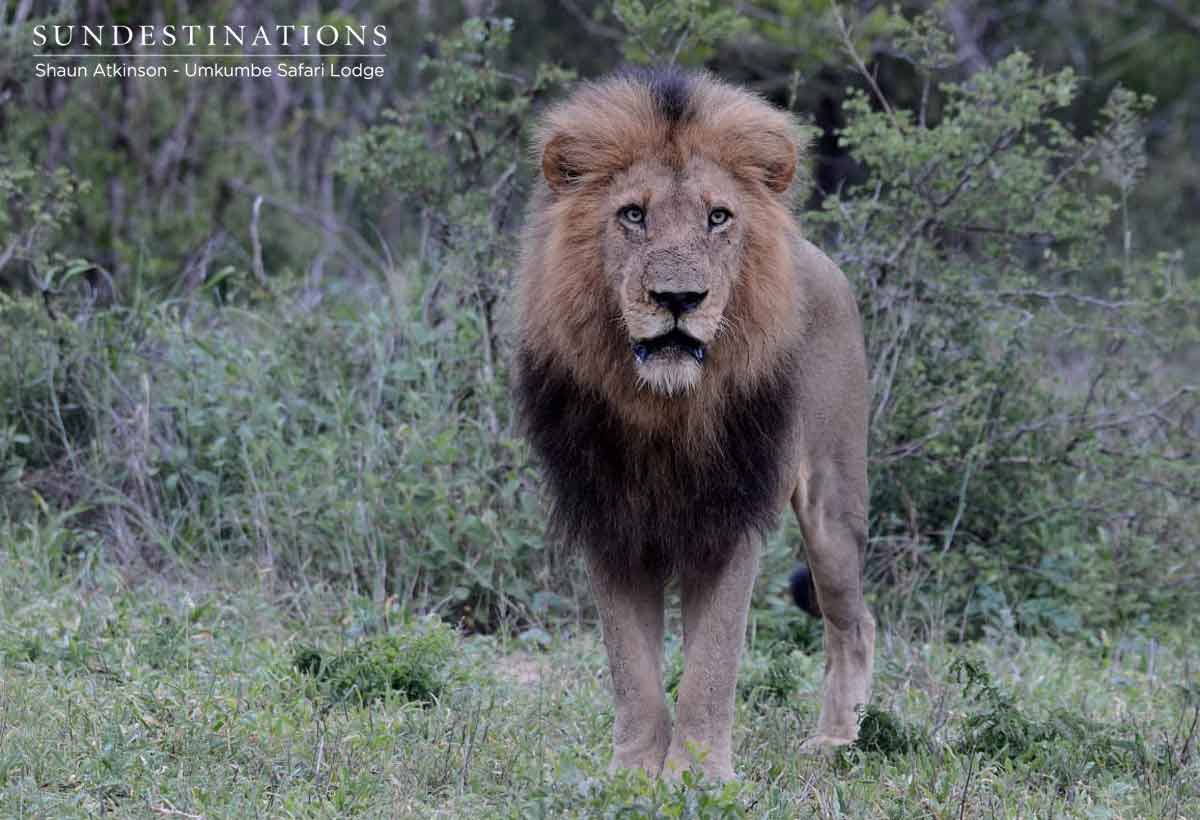 Birmingham Male Lions Umkumbe Birmingham Male Lions Umkumbe