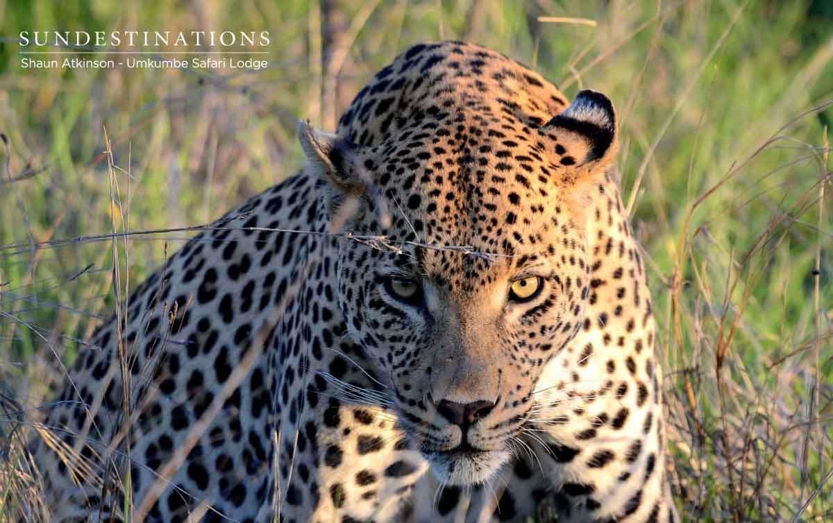 White Dam Leopard Umkumbe White Dam Leopard Umkumbe