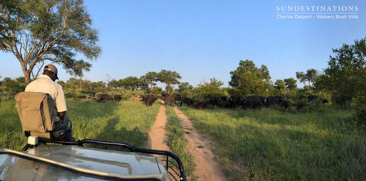 Herd of Buffalo at Walkers Herd of Buffalo at Walkers