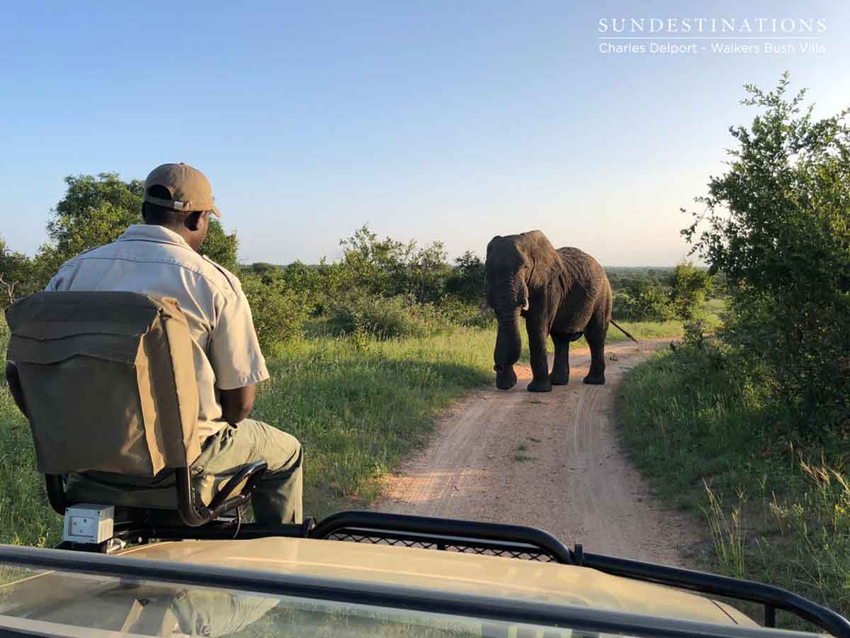 Elephants at Walkers Bush Villa Elephants at Walkers Bush Villa