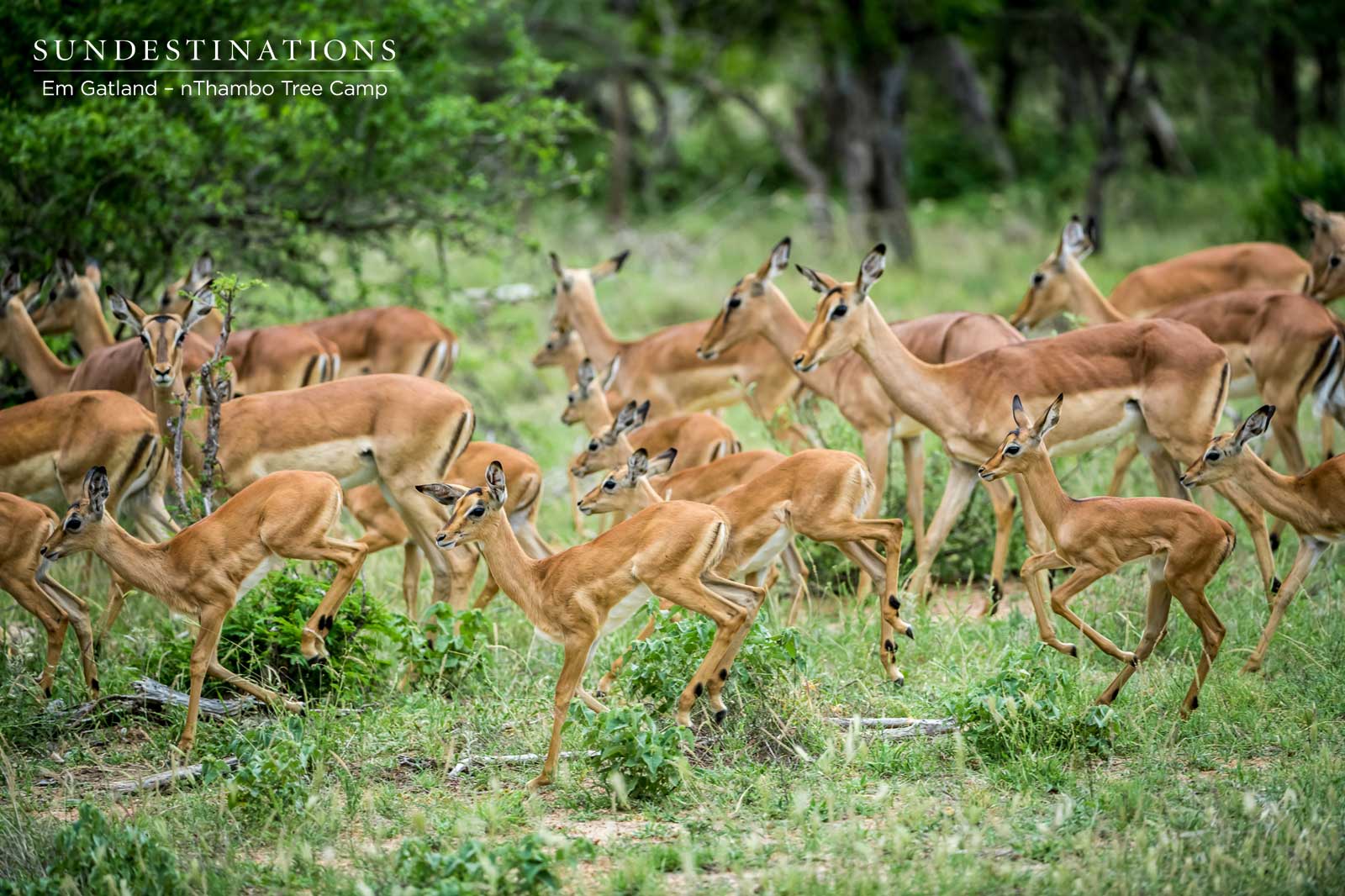 Impala Herds at nThambo Tree Camp Impala Herds at nThambo Tree Camp