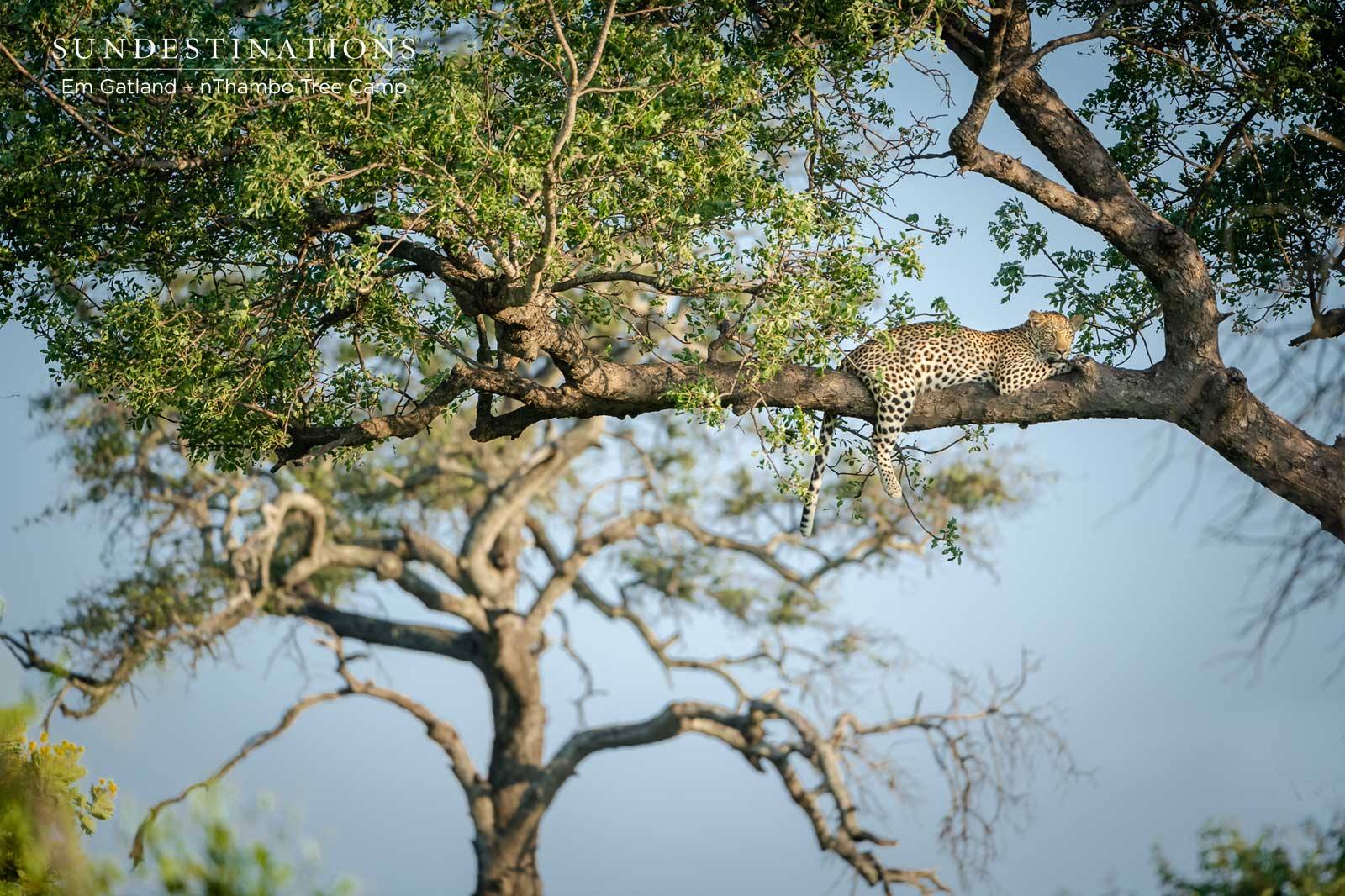 nThambo Leopards in Tree nThambo Leopards in Tree