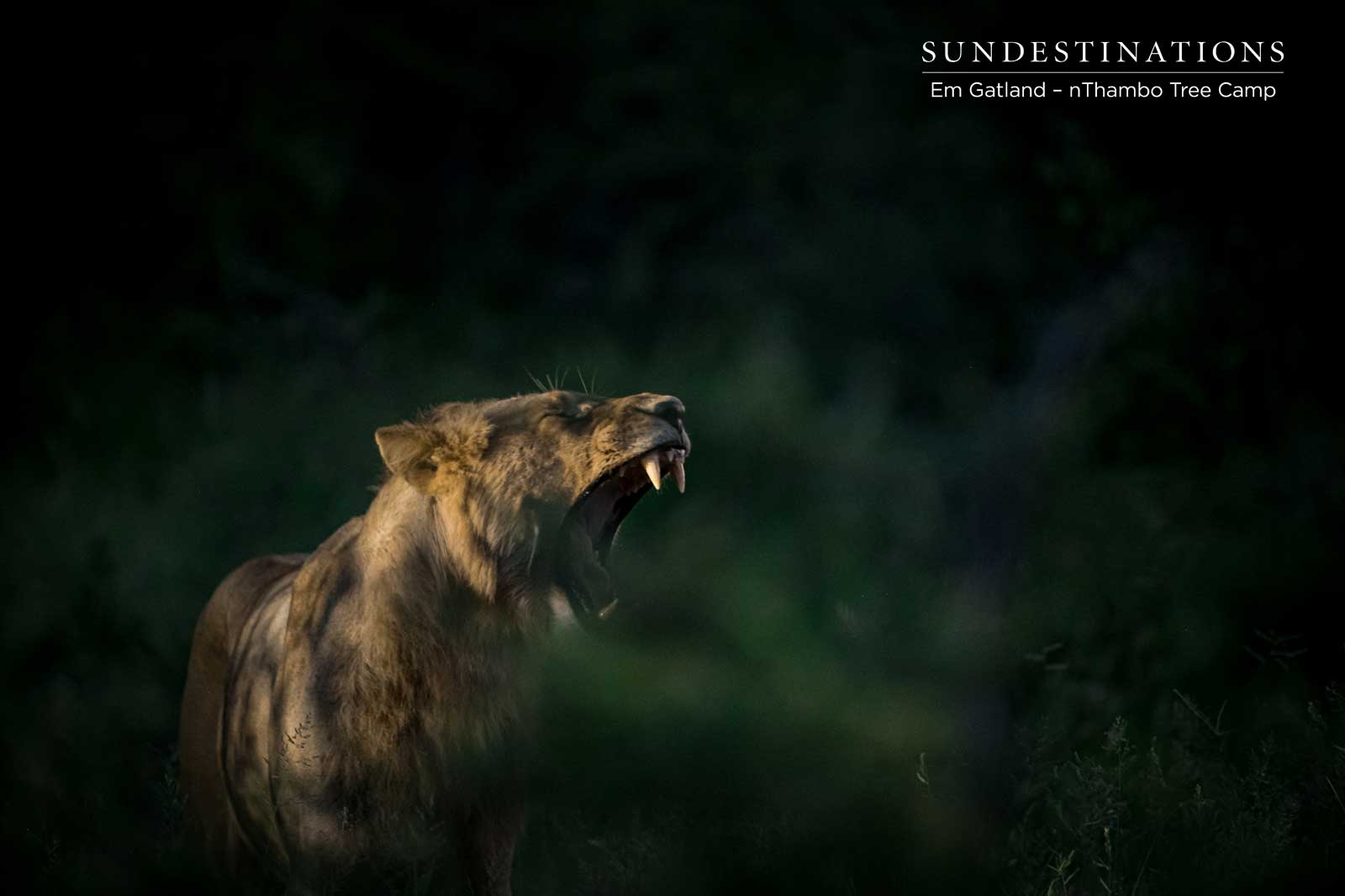 Lions at nThambo Tree Camp Lions at nThambo Tree Camp