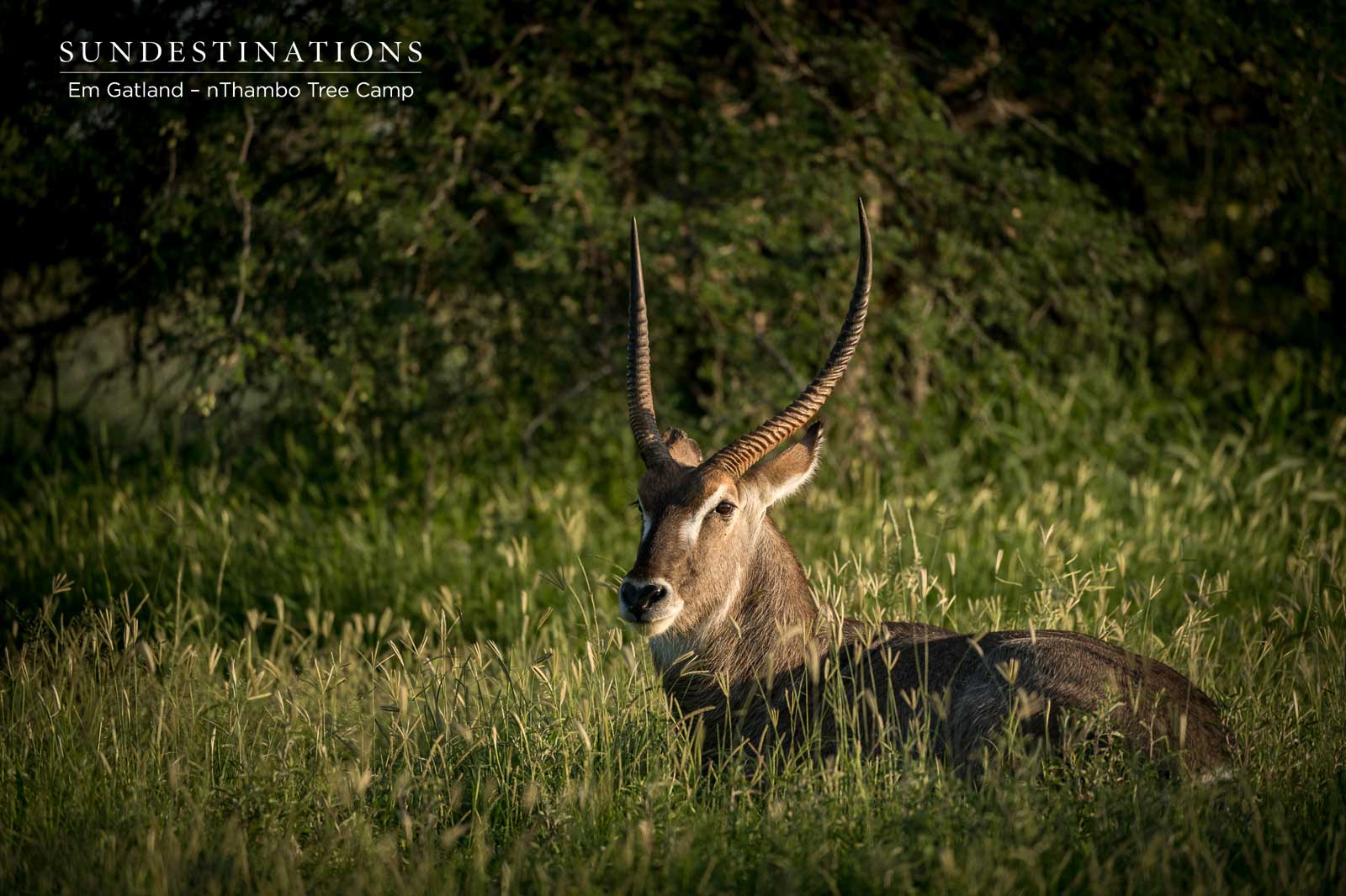 Waterbuck at nThambo Tree Camp Waterbuck at nThambo Tree Camp