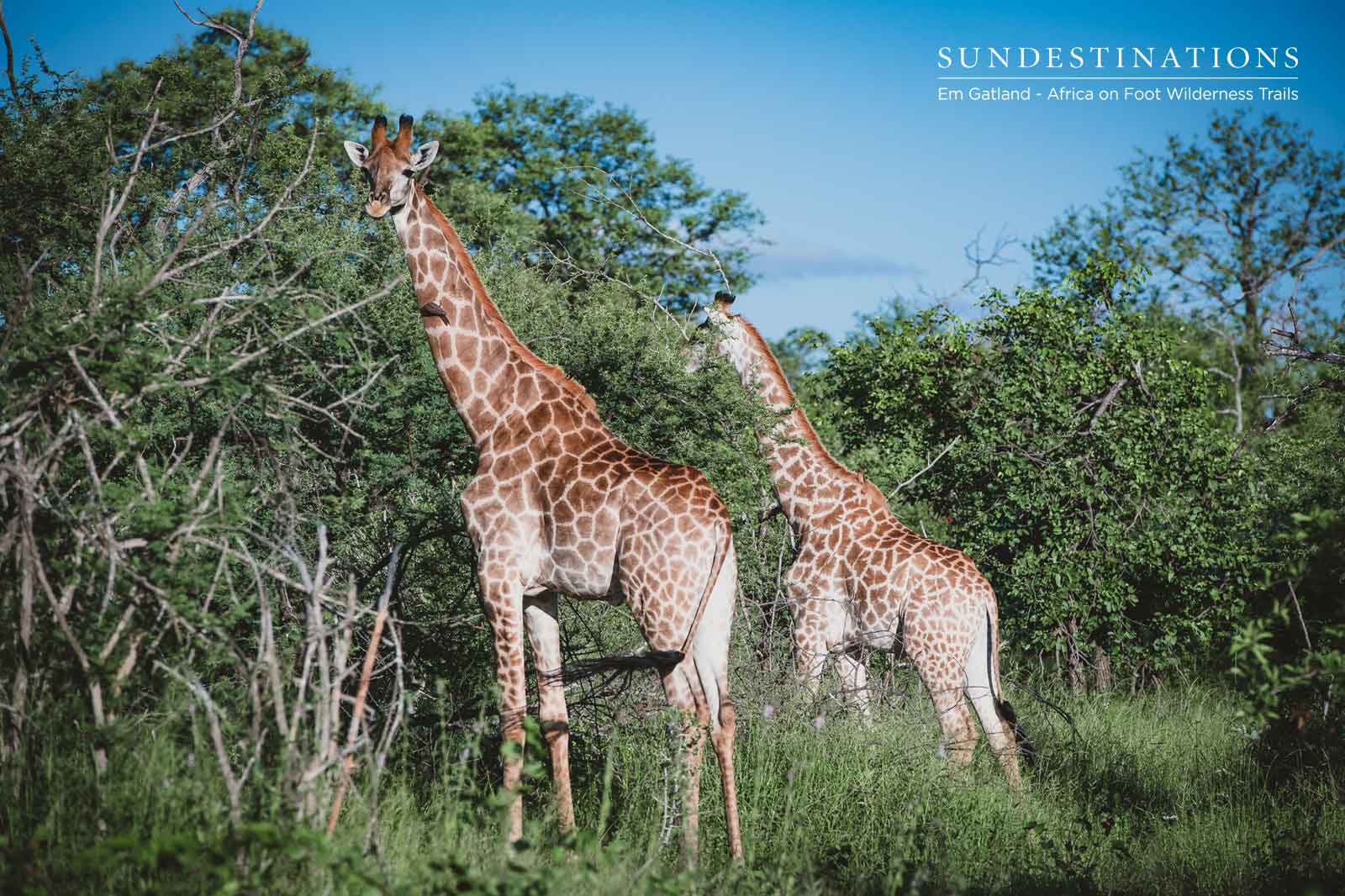 Giraffe Always Found on Trails Giraffe Always Found on Trails