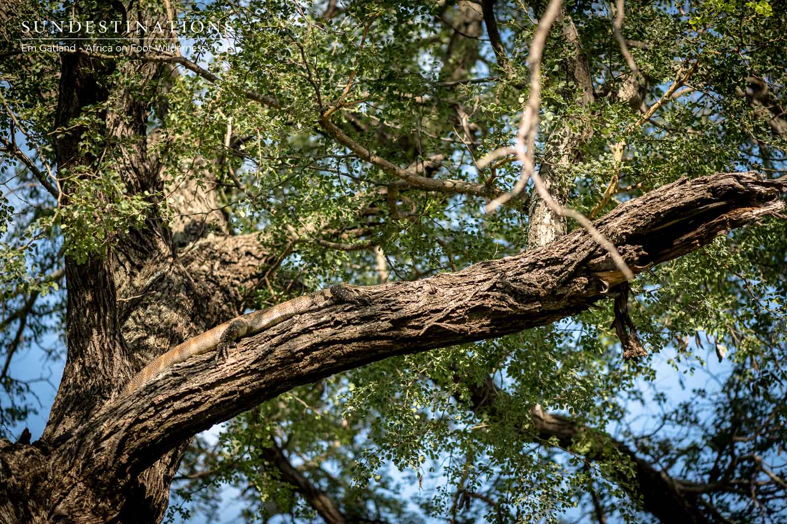 Monitor Lizard in a Tree Monitor Lizard in a Tree