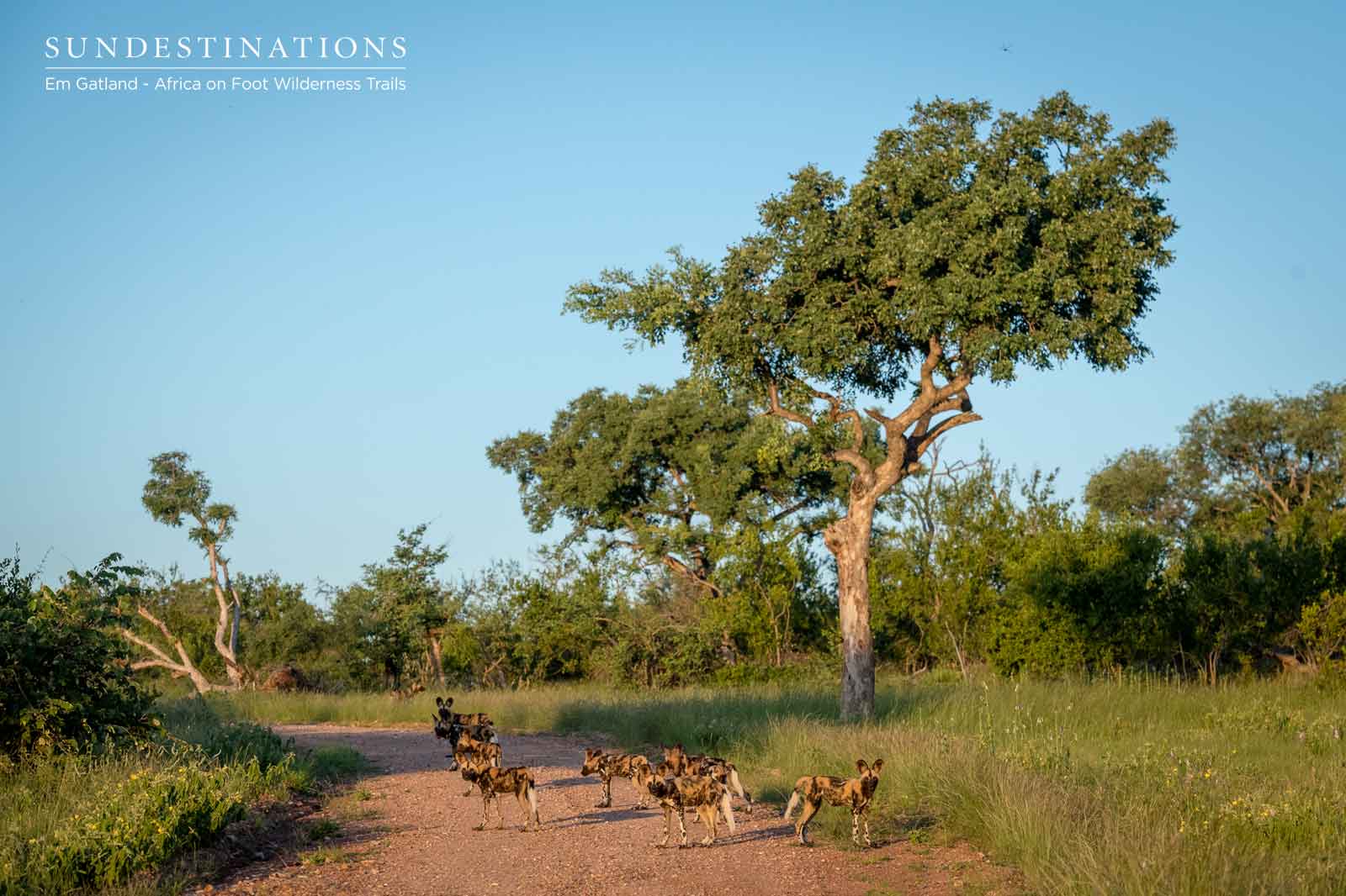 Afirca On Foot Wild Dogs on Trails Afirca On Foot Wild Dogs on Trails