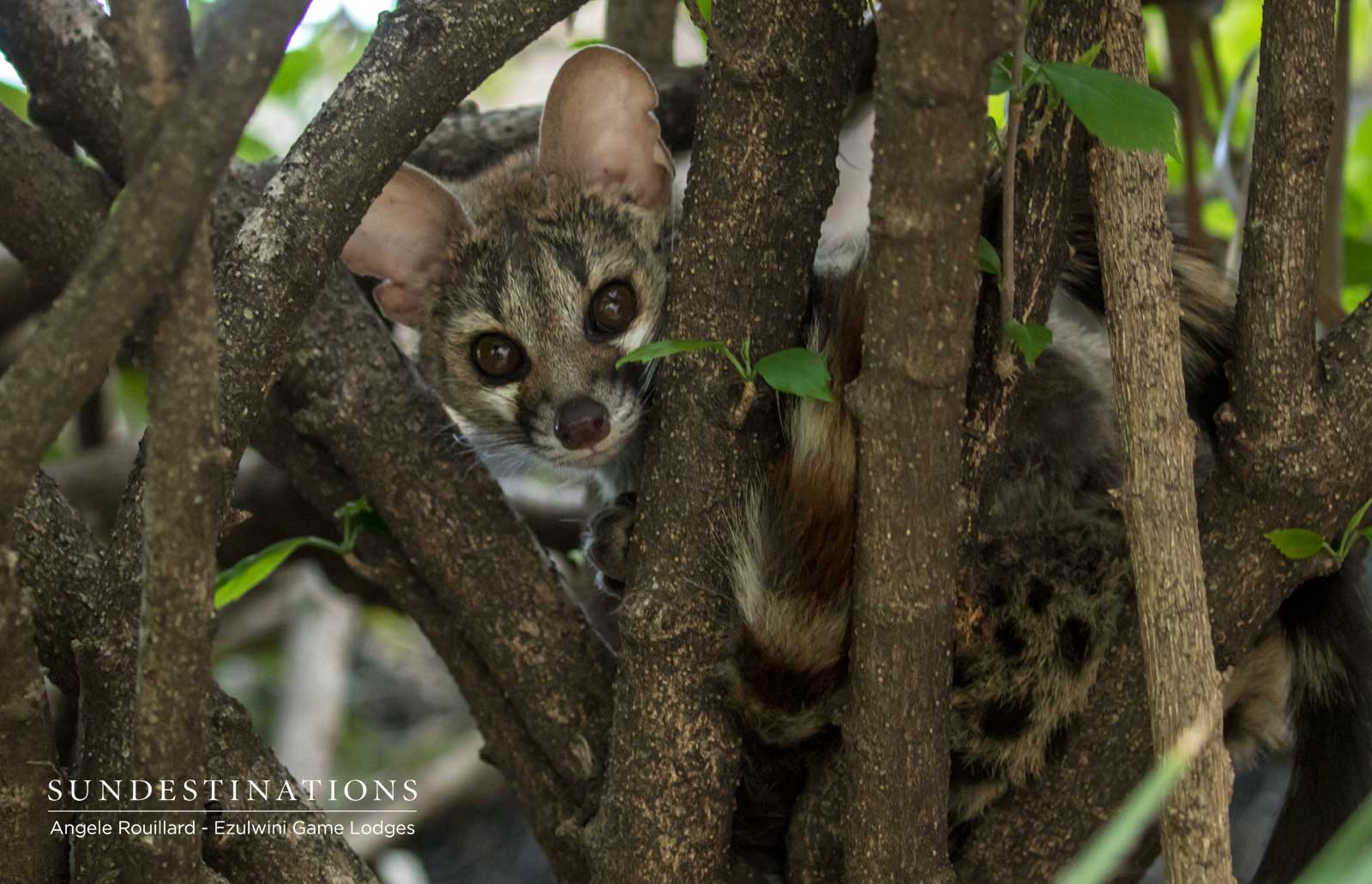 Genets in Tree Genets in Tree