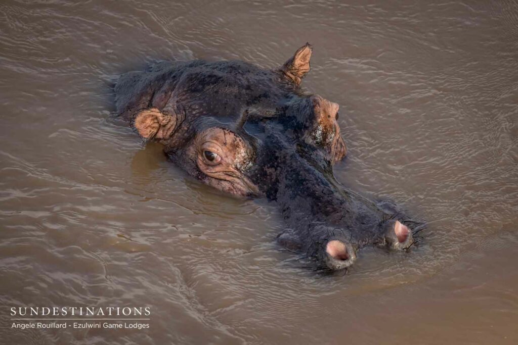 Hippos at Ezulwini Game Lodges in Balule