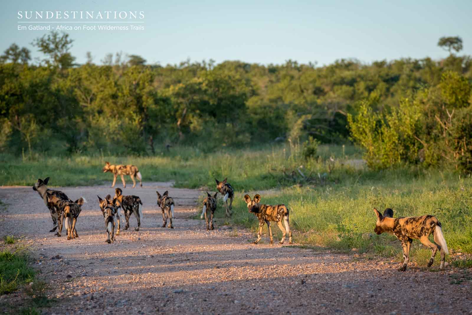Maseke African Wild Dogs Maseke African Wild Dogs