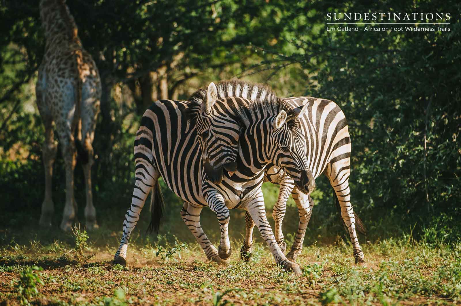 Maseke Zebra and Giraffe Maseke Zebra and Giraffe
