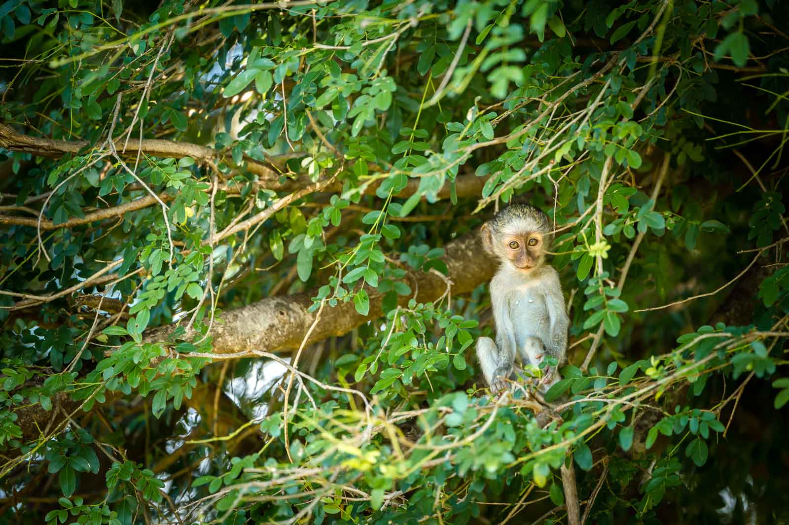 Vervet Monkey in Trees Vervet Monkey in Trees