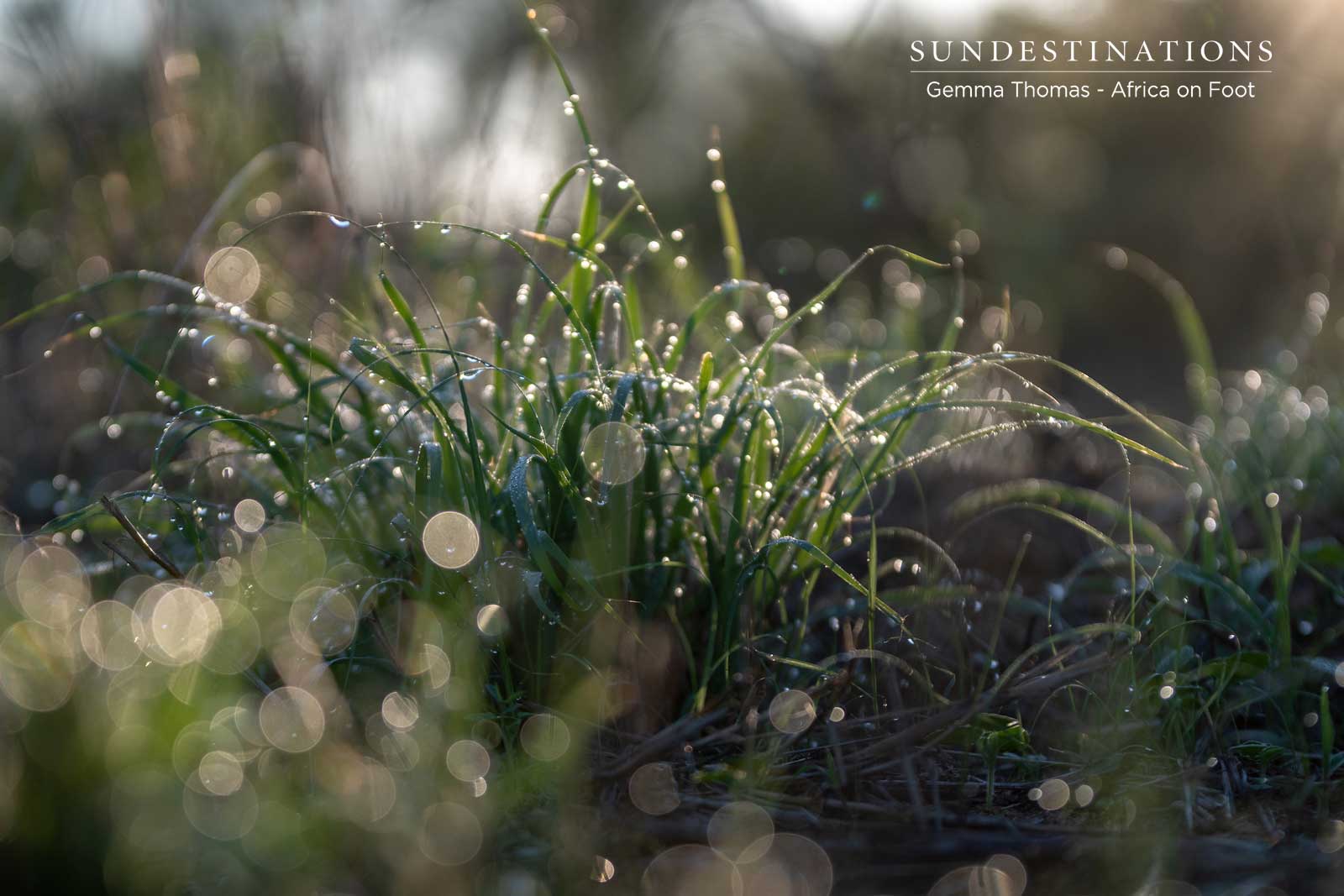 Summer Grasses of the Klaserie Summer Grasses of the Klaserie