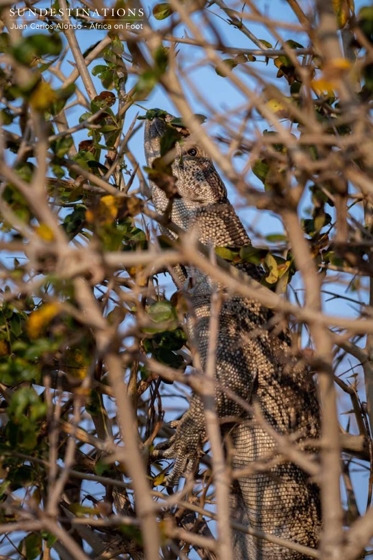Monitor Lizards at Africa on Foot Monitor Lizards at Africa on Foot