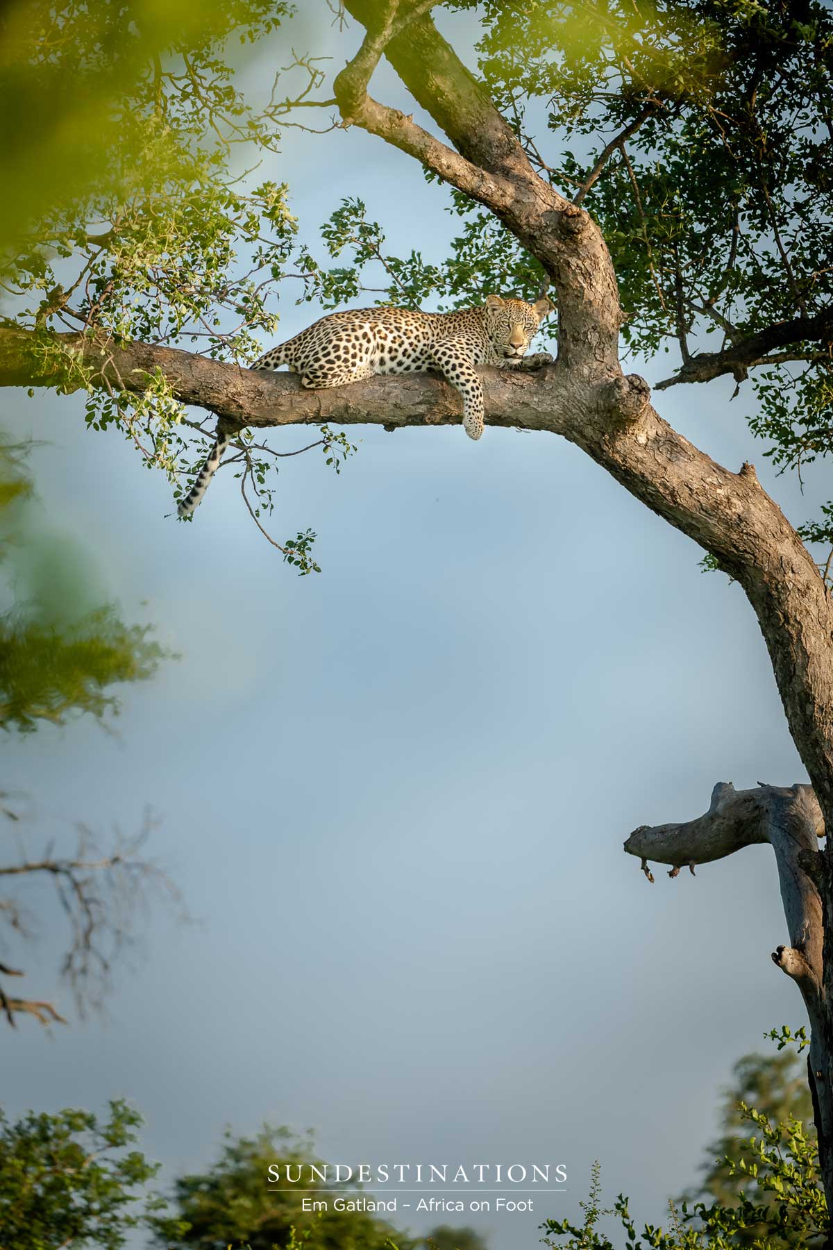 Unknown Leopard at Africa on Foot Unknown Leopard at Africa on Foot