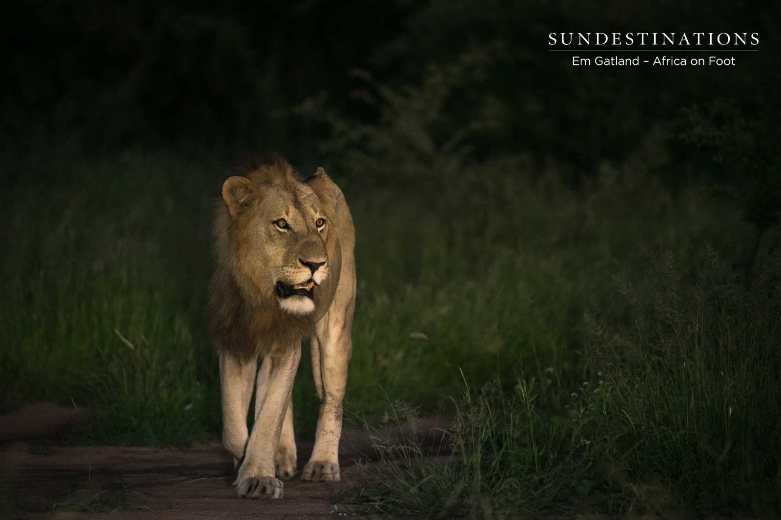 Vuyelas at Africa on Foot Vuyelas at Africa on Foot