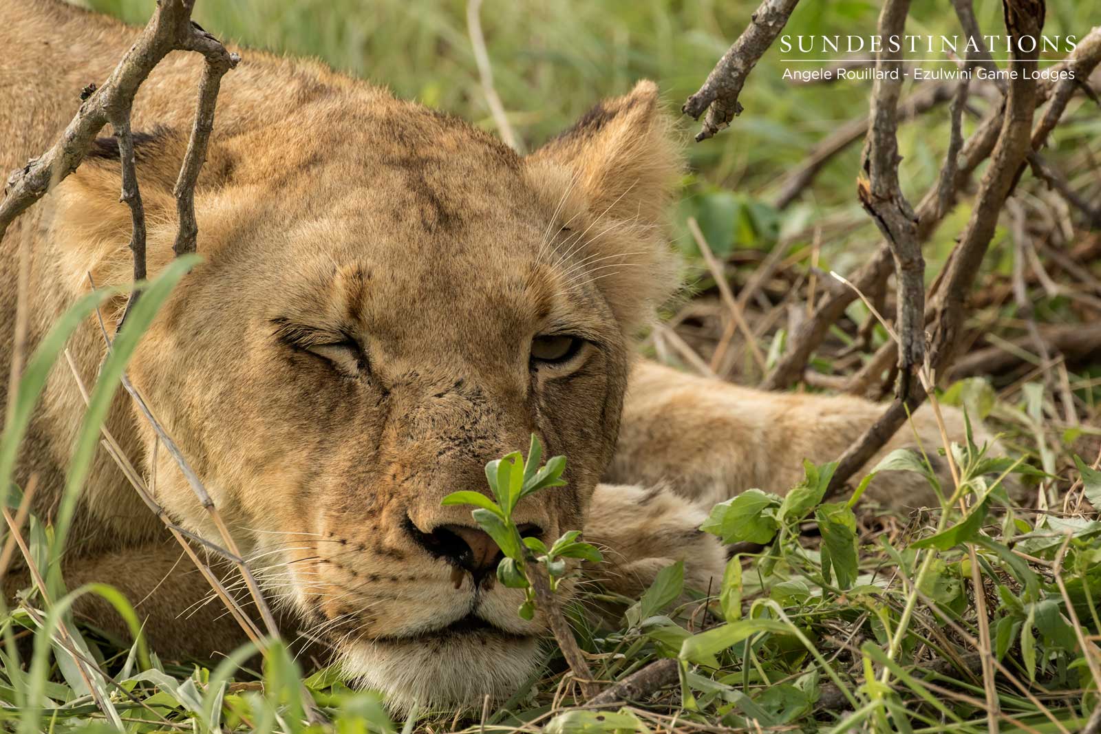 Kudyela Lionesses Kudyela Lionesses