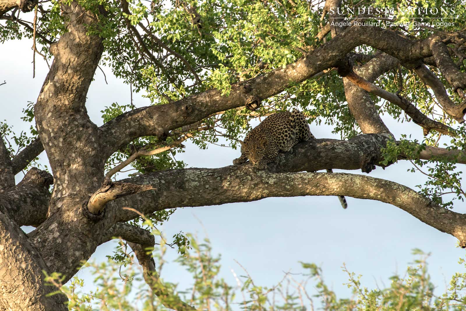 Leopards of Ezulwini Leopards of Ezulwini