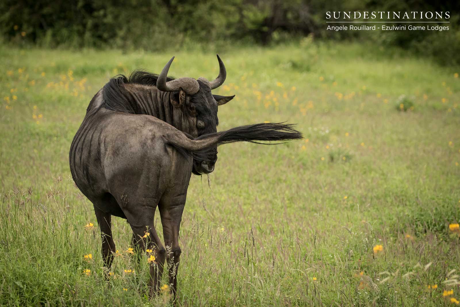 Wildebeest of Ezulwini Wildebeest of Ezulwini