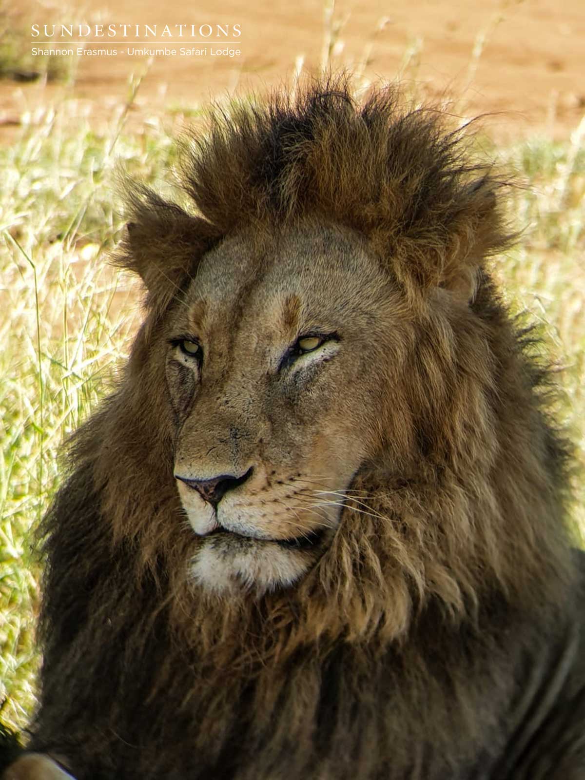 Othowa Male Lion Othowa Male Lion