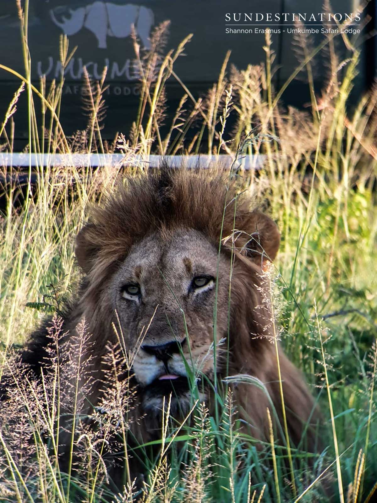 Umkumbe Lions with Vehicles Umkumbe Lions with Vehicles