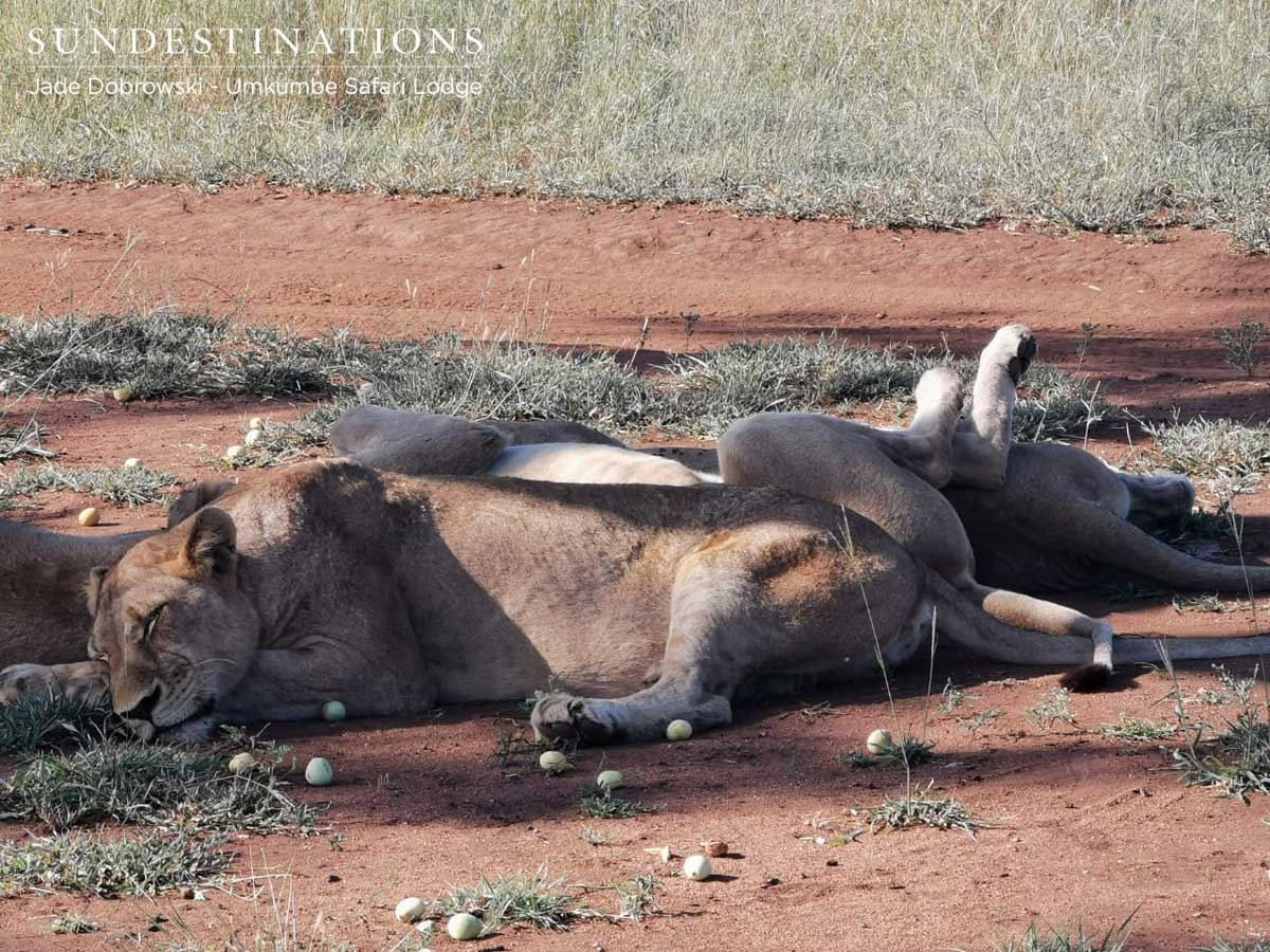 Umkumbe Lions Sleeping Umkumbe Lions Sleeping