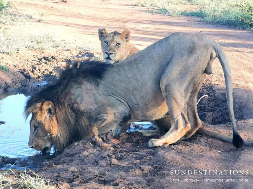 Othowa Umkumbe Lions
