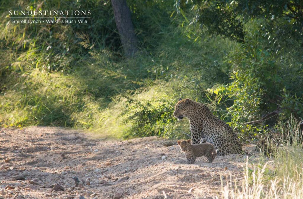 Walkers Leopards Cubs