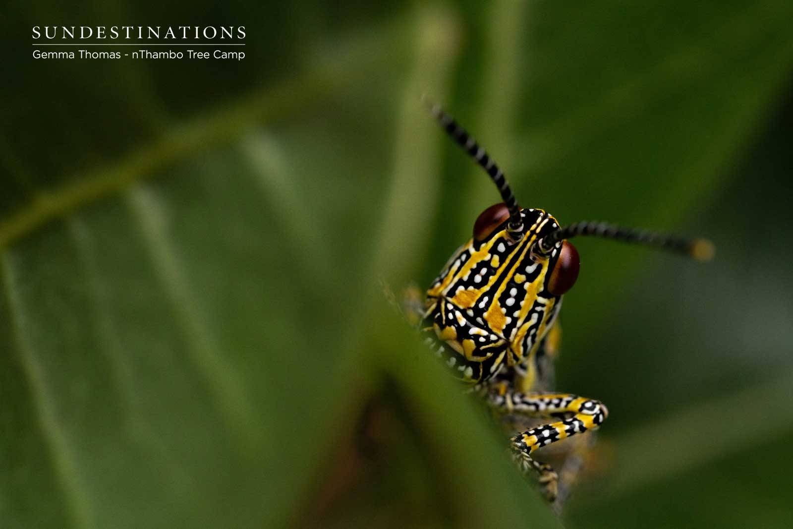 Elegant Grasshopper at nThambo Tree Camp Elegant Grasshopper at nThambo Tree Camp