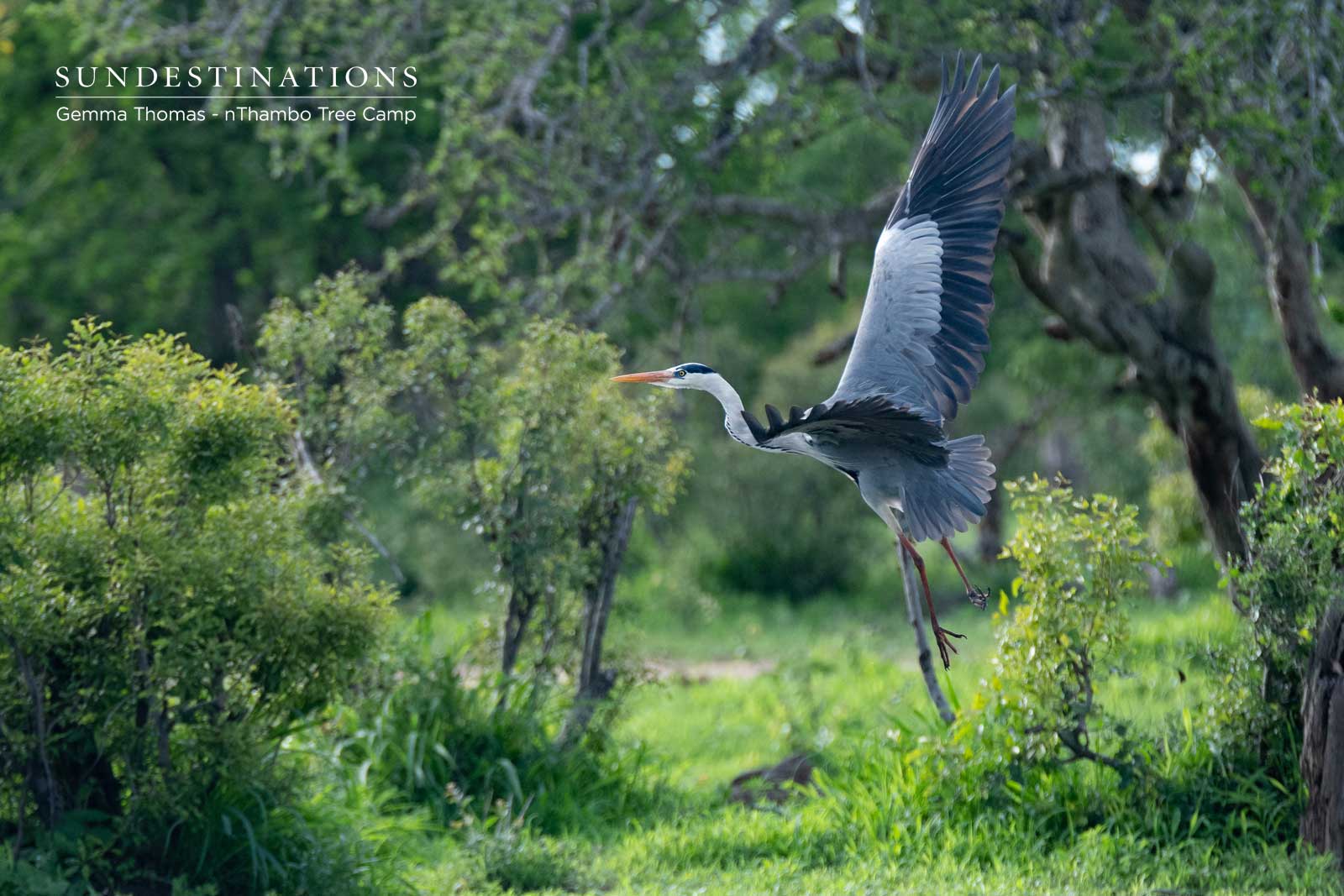 Grey Heron in the Klaserie Grey Heron in the Klaserie