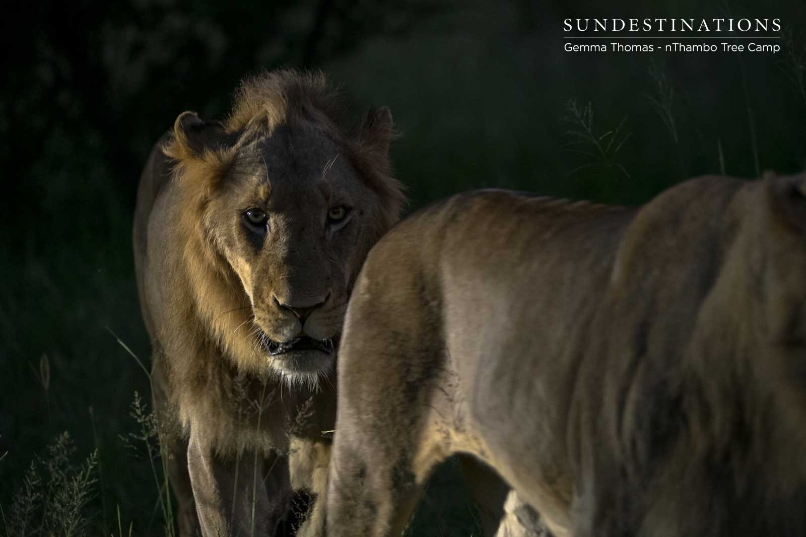 Vuyela Lions at nThambo Vuyela Lions at nThambo