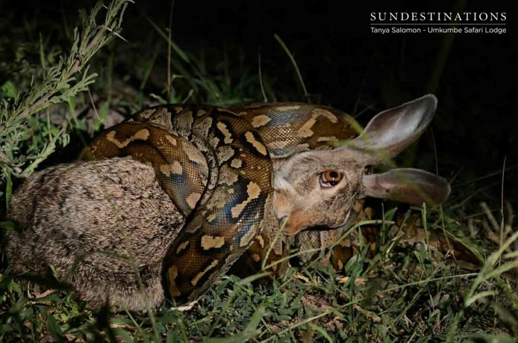 Rock Python Suffocating Hare