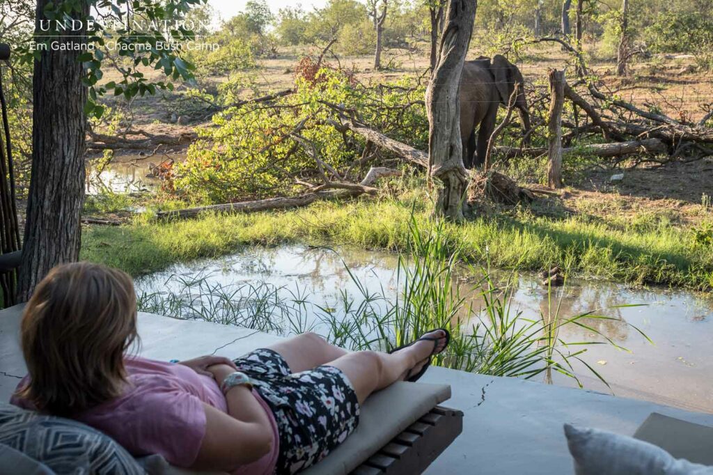 Chacma Steenbok Patio