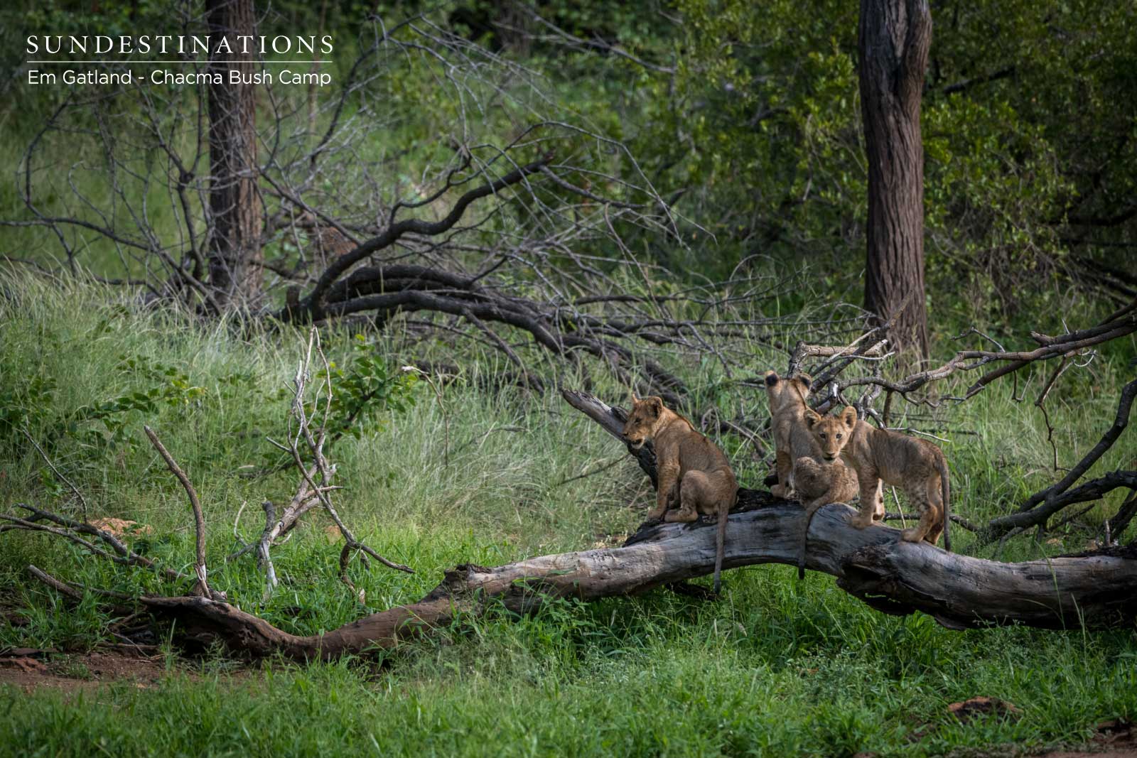 Chacma Lion Cubs Chacma Lion Cubs