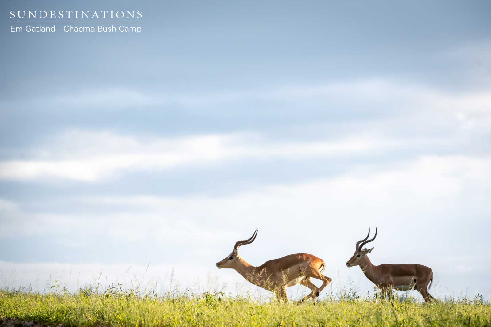 Impala on the Horizon Impala on the Horizon